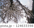見上げた満開の桜 124633398