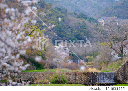 兵庫県芦屋市の芦屋川の河川敷の桜並木が満開 124633435