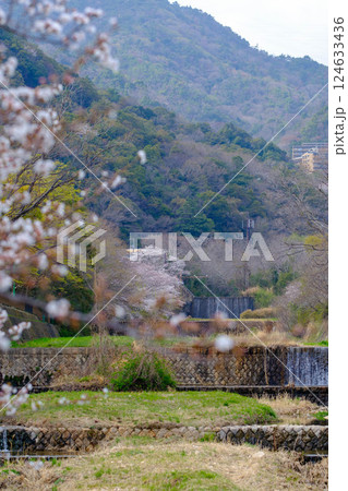 兵庫県芦屋市の芦屋川の河川敷の桜並木が満開 兵庫県芦屋市の芦屋川の河川敷の桜並木が満開 124633436