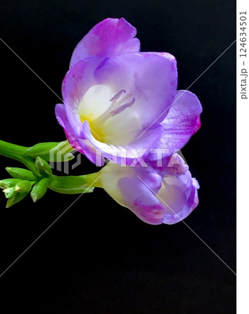 フリージャー 124634501