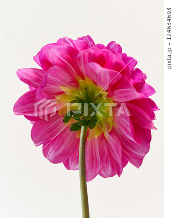 赤いダリアの花【dahlia】 124634693