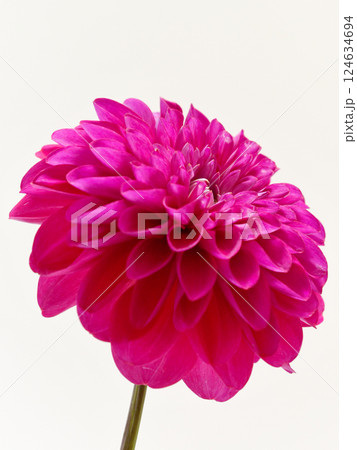 赤いダリアの花【dahlia】 124634694