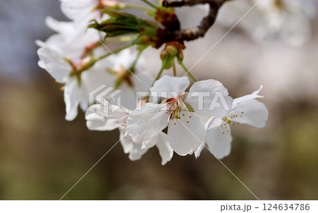桜の花が咲いた 124634786