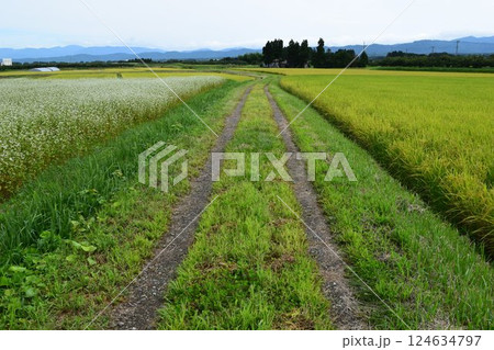 農道と田園風景 山形県庄内 農道と田園風景 山形県庄内 124634797