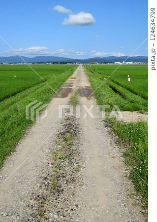 農道と田園風景 山形県庄内 124634799