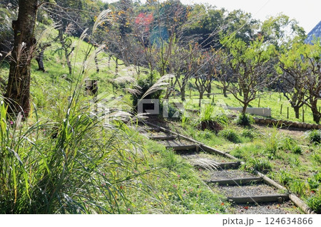 秋の七草　ススキ花穂 124634866