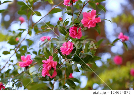 可愛い サザンカの花 可愛い サザンカの花 124634873