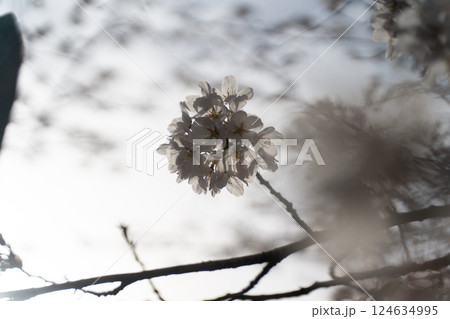 満開の桜が春を告げる④ 満開の桜が春を告げる④ 124634995