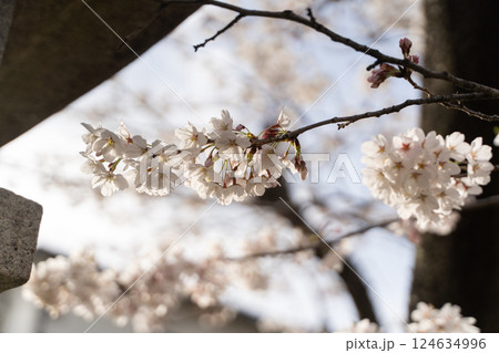 満開の桜が春を告げる⑤ 124634996