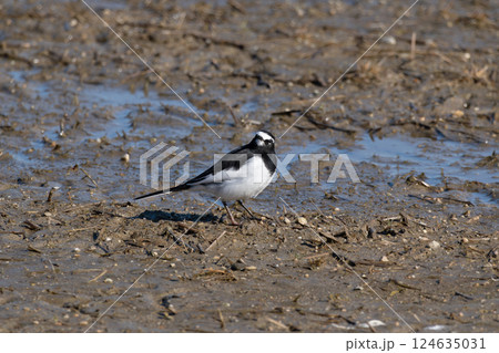 湿地を歩くセグロセキレイ(The Japanese Wagtail) 124635031