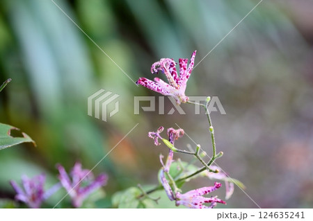 ホトトギスの花 羽衣 ホトトギスの花 羽衣 124635241
