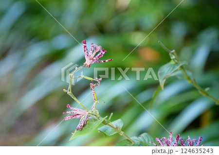 ホトトギスの花　羽衣 124635243