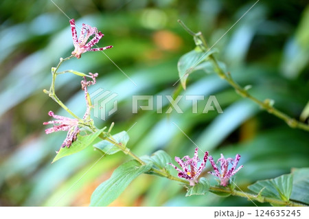 ホトトギスの花　羽衣 124635245