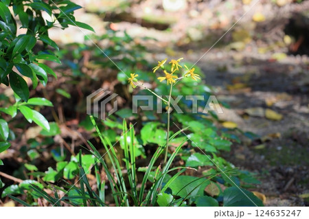 秋の花　ツワブキ 124635247