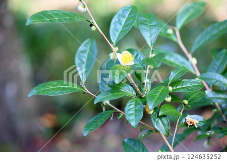 可愛い　小花　茶の花 124635252