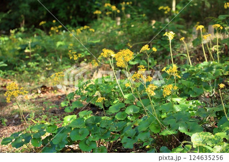 秋の花　ツワブキ 124635256