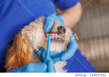 Veterinarian brushing dogs teeth during dental checkup, pet oral hygiene, veterinary dental care concept. Veterinarian brushing dogs teeth during dental checkup, pet oral hygiene, veterinary dental care concept. 124635292