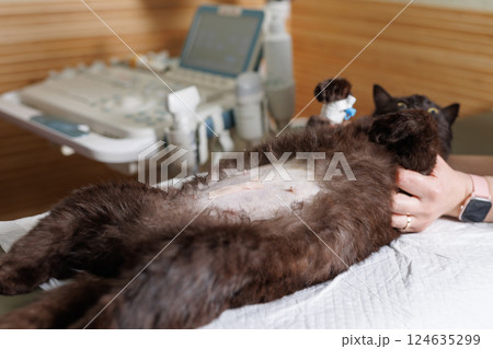Veterinarian administering injection to sedated cat during surgery preparation, animal anesthesia procedure. Veterinarian administering injection to sedated cat during surgery preparation, animal anesthesia procedure. 124635299