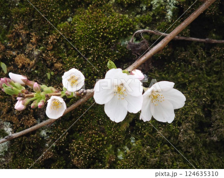 木の幹から咲いた桜 124635310