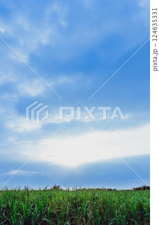 【沖縄県】宮古島のサトウキビ畑の日差し 124635331