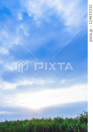 【沖縄県】宮古島のサトウキビ畑の日差し 124635332