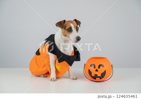 Jack Russell Terrier dog dressed as pumpkin next to candy basket on Halloween. Jack Russell Terrier dog dressed as pumpkin next to candy basket on Halloween. 124635461