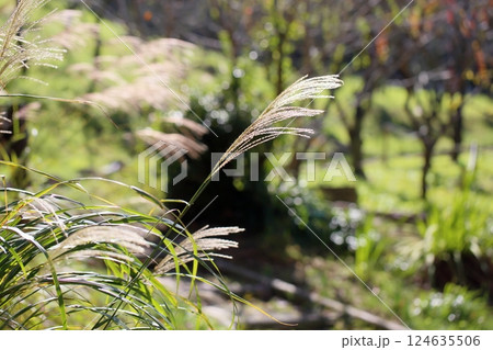 秋の七草　輝　ススキ花穂 124635506