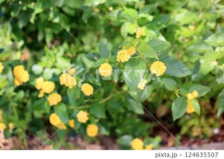 ランタナの花 124635507