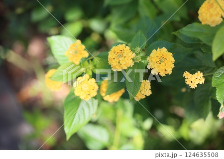 可愛い ランタナの花 可愛い ランタナの花 124635508