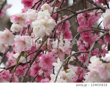 春の訪れを告げる花 124635618