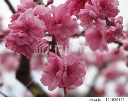 春の訪れを告げる満開のピンク 春の訪れを告げる満開のピンク 124636151