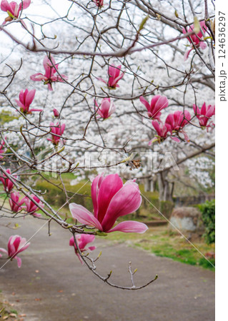 兵庫県芦屋市の芦屋川の河川敷の桜並木が満開 紫木蓮が彩りを添える 兵庫県芦屋市の芦屋川の河川敷の桜並木が満開 紫木蓮が彩りを添える 124636297