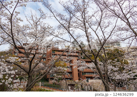 兵庫県芦屋市の芦屋川の河川敷の桜並木が満開 兵庫県芦屋市の芦屋川の河川敷の桜並木が満開 124636299