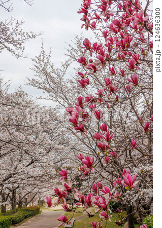 兵庫県芦屋市の芦屋川の河川敷の桜並木が満開 紫木蓮が彩りを添える 兵庫県芦屋市の芦屋川の河川敷の桜並木が満開 紫木蓮が彩りを添える 124636300