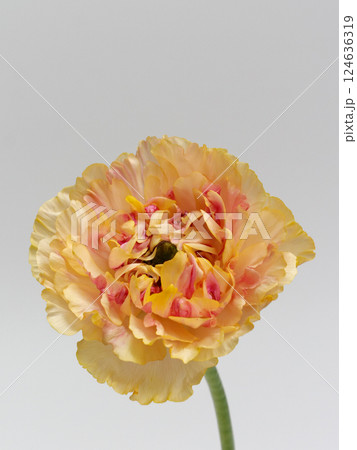 オレンジ色のラナンキュラス・シャルロット の花 オレンジ色のラナンキュラス・シャルロット の花 124636319