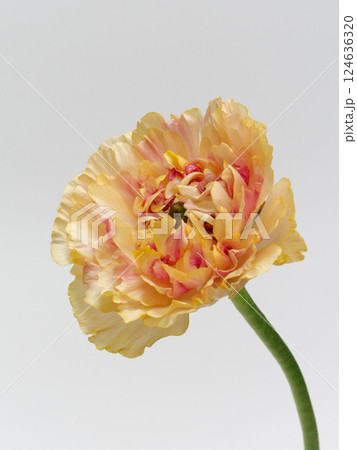 オレンジ色のラナンキュラス・シャルロット の花 オレンジ色のラナンキュラス・シャルロット の花 124636320