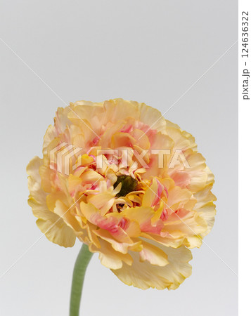 オレンジ色のラナンキュラス・シャルロット の花 124636322