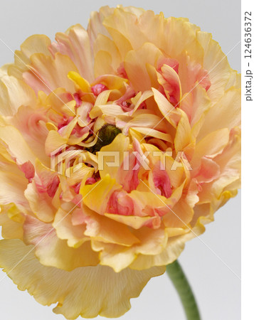 オレンジ色のラナンキュラス・シャルロット の花 124636372