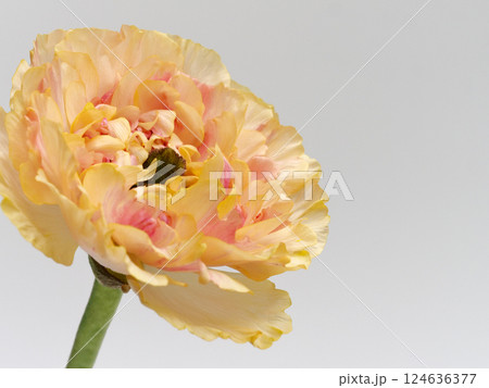 オレンジ色のラナンキュラス・シャルロット の花 124636377