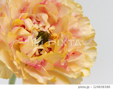 オレンジ色のラナンキュラス・シャルロット の花 124636380