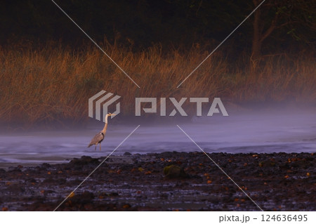 早朝の猿ケ石川の風景 124636495