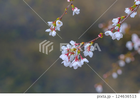 兵庫県芦屋市の芦屋川の河川敷の桜並木が満開 124636513