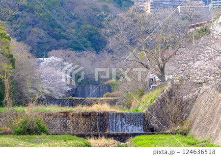兵庫県芦屋市の芦屋川の河川敷の桜並木が満開 124636518