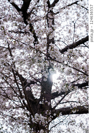 2025年春　奈良佐保の桜　佐保川の堤防に植えられた桜の淡いピンクの花① 124636557