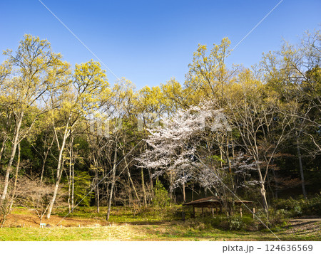 公園のヤマザクラ 公園のヤマザクラ 124636569