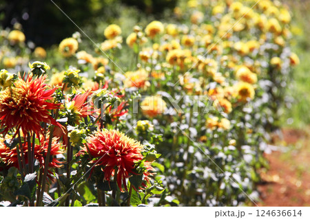 サンパウロ市近郊で栽培されているダリア　ブラジル 124636614