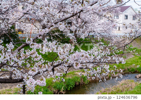 2025年春　奈良佐保の桜　奈良市中心部を流れる佐保川の堤防に植えられた美しい桜並木① 124636796