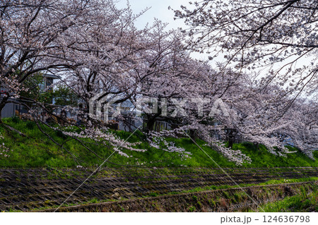 2025年春 奈良佐保の桜 奈良市中心部を流れる佐保川の堤防に植えられた美しい桜並木③ 2025年春 奈良佐保の桜 奈良市中心部を流れる佐保川の堤防に植えられた美しい桜並木③ 124636798