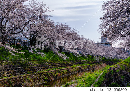 2025年春　奈良佐保の桜　奈良市中心部を流れる佐保川の堤防に植えられた美しい桜並木⑤ 124636800