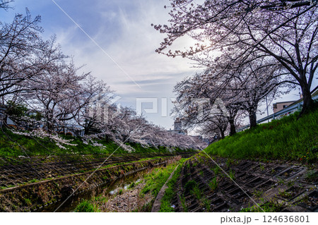 2025年春 奈良佐保の桜 奈良市中心部を流れる佐保川の堤防に植えられた美しい桜並木➅ 2025年春 奈良佐保の桜 奈良市中心部を流れる佐保川の堤防に植えられた美しい桜並木➅ 124636801
